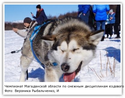 Фото: Вероника Рыбальченко, ИА MagadanMedia