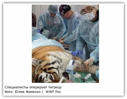 Фото: Юлия Фоменко / WWF России