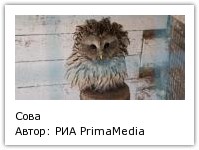 Автор: РИА PrimaMedia