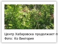 Центр Хабаровска продолжает пугать свалками из вывернутых циклоном деревьев Фото: Ко Виктория