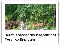 Центр Хабаровска продолжает пугать свалками из вывернутых циклоном деревьев Фото: Ко Виктория
