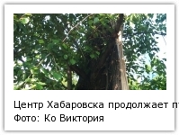 Центр Хабаровска продолжает пугать свалками из вывернутых циклоном деревьев Фото: Ко Виктория